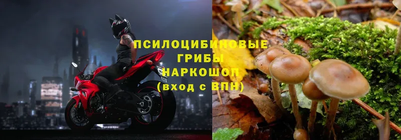 Псилоцибиновые грибы Psilocybe  цена наркотик  Североуральск 