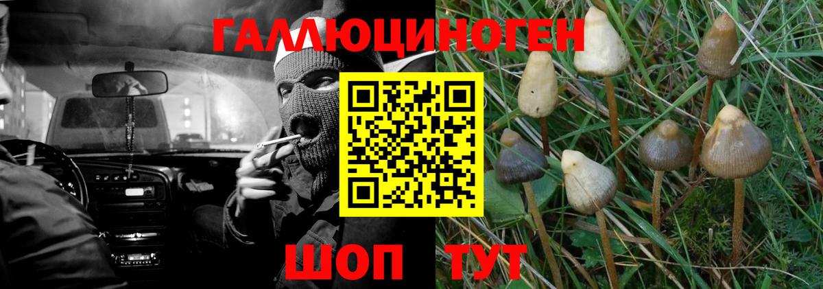 Псилоцибиновые грибы GOLDEN TEACHER  Вход с VPN  Галлюциногенные грибы Cubensis  купить  цена  Североуральск 